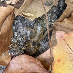 Gryllotalpa sp. (genus) at Russell, ACT - 28 Feb 2024