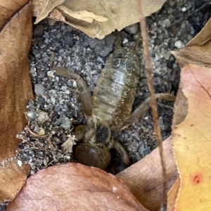 Gryllotalpa sp. (genus) at Russell, ACT - 28 Feb 2024