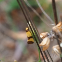 Chrysonoma fascialis (A Concealer moth (Wingia group) at Griffith Woodland - 27 Feb 2024 by JodieR