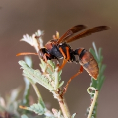 Polistes (Polistella) humilis (Common Paper Wasp) at Hughes, ACT - 27 Feb 2024 by LisaH