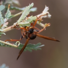 Polistes (Polistella) humilis at Red Hill to Yarralumla Creek - 27 Feb 2024