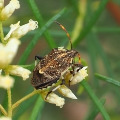 Oncocoris sp. (genus) (A stink bug) at Griffith Woodland - 27 Feb 2024 by JodieR