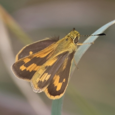 Ocybadistes walkeri (Green Grass-dart) at Hughes, ACT - 27 Feb 2024 by LisaH