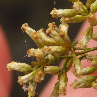 Aphididae (family) (Unidentified aphid) at Griffith, ACT - 27 Feb 2024 by JodieR