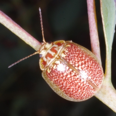 Paropsisterna decolorata (A Eucalyptus leaf beetle) at Chute, VIC - 31 Oct 2015 by WendyEM