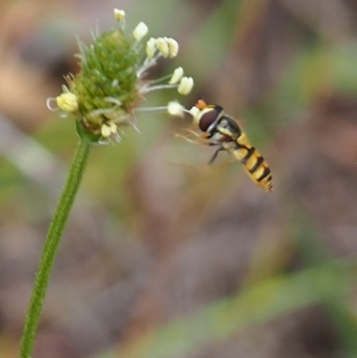 Simosyrphus grandicornis (Common hover fly) at Griffith Woodland (GRW) - 27 Feb 2024 by JodieR