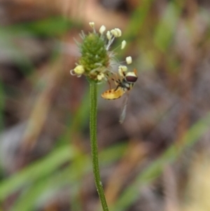 Simosyrphus grandicornis at Griffith Woodland (GRW) - 27 Feb 2024 01:04 PM