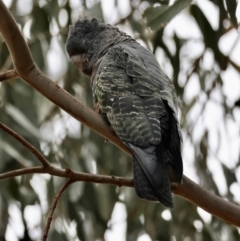 Callocephalon fimbriatum at GG96 - 27 Feb 2024