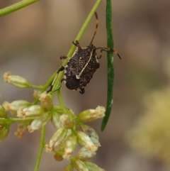Oncocoris geniculatus (A shield bug) at Griffith Woodland (GRW) - 27 Feb 2024 by JodieR
