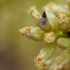 Ceratopogonidae (family) (Biting Midge) at Griffith Woodland (GRW) - 27 Feb 2024 by JodieR