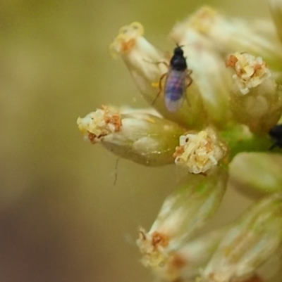 Ceratopogonidae (family) (Biting Midge) at Griffith Woodland - 27 Feb 2024 by JodieR