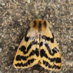 Ardices curvata (Crimson Tiger Moth) at Hughes, ACT - 27 Feb 2024 by LisaH