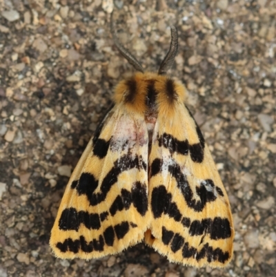 Ardices curvata (Crimson Tiger Moth) at Hughes Grassy Woodland - 27 Feb 2024 by LisaH