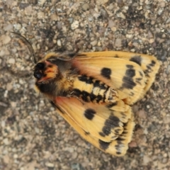 Ardices curvata at Hughes Grassy Woodland - 27 Feb 2024