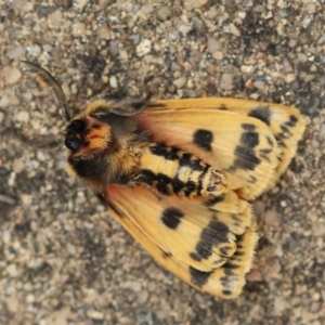 Ardices curvata at Hughes Grassy Woodland - 27 Feb 2024 12:37 PM