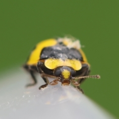 Illeis galbula (Fungus-eating Ladybird) at Hughes Grassy Woodland - 27 Feb 2024 by LisaH