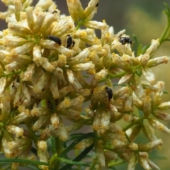 Mordellidae (family) (Unidentified pintail or tumbling flower beetle) at Griffith, ACT - 27 Feb 2024 by JodieR