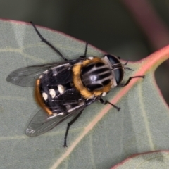 Scaptia (Scaptia) auriflua (A flower-feeding march fly) at Taylor, ACT - 28 Feb 2024 by kasiaaus