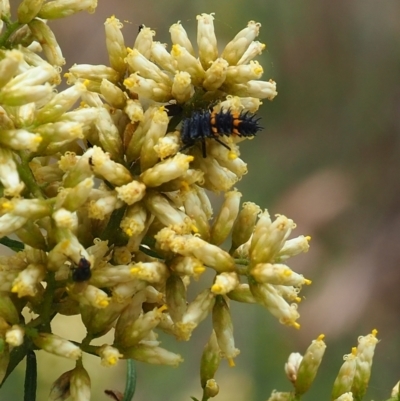 Harmonia conformis (Common Spotted Ladybird) at Griffith Woodland (GRW) - 27 Feb 2024 by JodieR