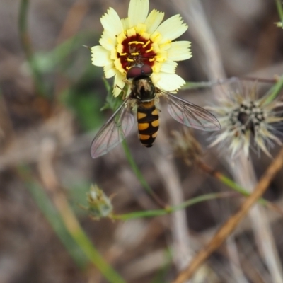 Simosyrphus grandicornis (Common hover fly) at Griffith Woodland (GRW) - 27 Feb 2024 by JodieR