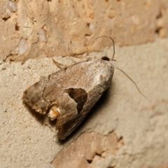 Armactica conchidia (Conchidia Moth) at Harrison, ACT - 18 Feb 2024 by DPRees125