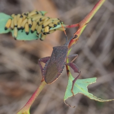 Amorbus sp. (genus) (Eucalyptus Tip bug) at Griffith Woodland - 27 Feb 2024 by JodieR
