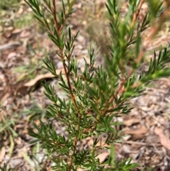 Kunzea ericoides (Burgan) at Mount Majura - 28 Feb 2024 by waltraud