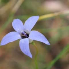 Apiformes (informal group) (Unidentified bee) at Griffith, ACT - 27 Feb 2024 by JodieR