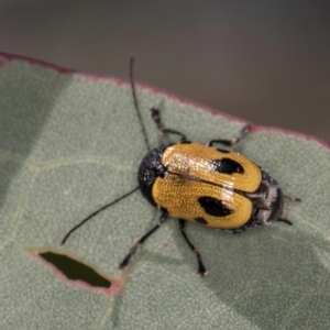 Cadmus (Cadmus) litigiosus at Taylor, ACT - 28 Feb 2024 01:17 PM