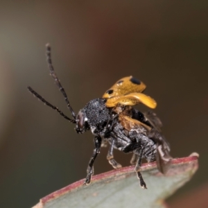 Cadmus (Cadmus) litigiosus at Taylor, ACT - 28 Feb 2024 01:17 PM