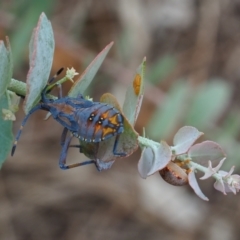 Amorbus (genus) (Eucalyptus Tip bug) at Griffith Woodland (GRW) - 27 Feb 2024 by JodieR