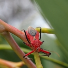 Gminatus australis (Orange assassin bug) at Griffith Woodland - 27 Feb 2024 by JodieR