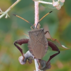 Amorbus sp. (genus) (Eucalyptus Tip bug) at Griffith Woodland - 27 Feb 2024 by JodieR