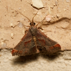 Gauna aegusalis (Pyraline moth) at Harrison, ACT - 18 Feb 2024 by DPRees125