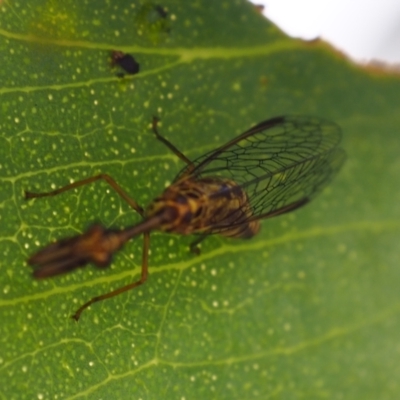 Mantispidae (family) (Unidentified mantisfly) at Griffith, ACT - 27 Feb 2024 by JodieR