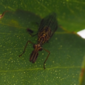 Mantispidae (family) at Griffith Woodland (GRW) - 27 Feb 2024