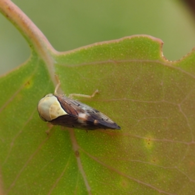 Brunotartessus fulvus (Yellow-headed Leafhopper) at Griffith, ACT - 27 Feb 2024 by JodieR