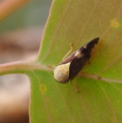 Brunotartessus fulvus at Griffith Woodland (GRW) - 27 Feb 2024