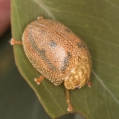 Paropsis atomaria (Eucalyptus leaf beetle) at Taylor, ACT - 28 Feb 2024 by kasiaaus