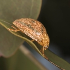 Paropsis atomaria at Taylor, ACT - 28 Feb 2024