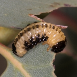 Paropsis atomaria at Taylor, ACT - 28 Feb 2024 01:18 PM