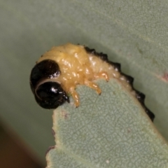 Paropsis atomaria at Taylor, ACT - 28 Feb 2024