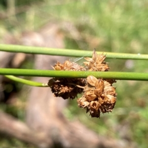 Juncus vaginatus at The Fair, Watson - 28 Feb 2024