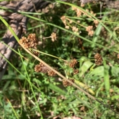 Juncus vaginatus at The Fair, Watson - 28 Feb 2024 02:00 PM