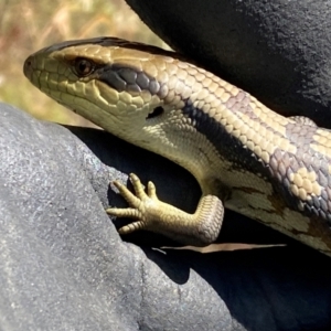 Tiliqua scincoides scincoides at Molonglo River Reserve - 28 Feb 2024