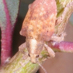 Gonipterus sp. (genus) (Eucalyptus Weevil) at Chute, VIC - 31 Oct 2015 by WendyEM