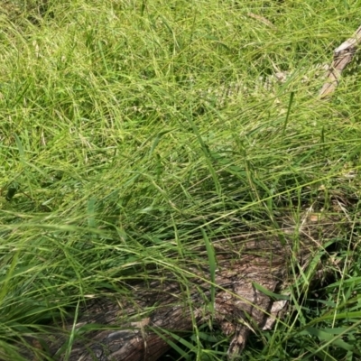 Microlaena stipoides (Weeping Grass) at Mount Majura - 28 Feb 2024 by waltraud