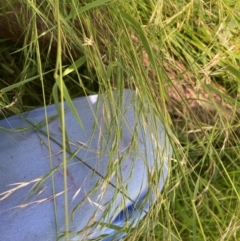 Microlaena stipoides at Mount Majura - 28 Feb 2024