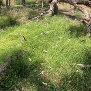 Microlaena stipoides at Mount Majura - 28 Feb 2024