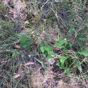 Rubus anglocandicans at Mount Majura - 28 Feb 2024 01:16 PM